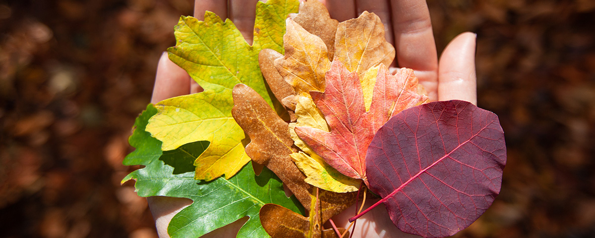 Hands holding leaves in different colours, changing from green to brown