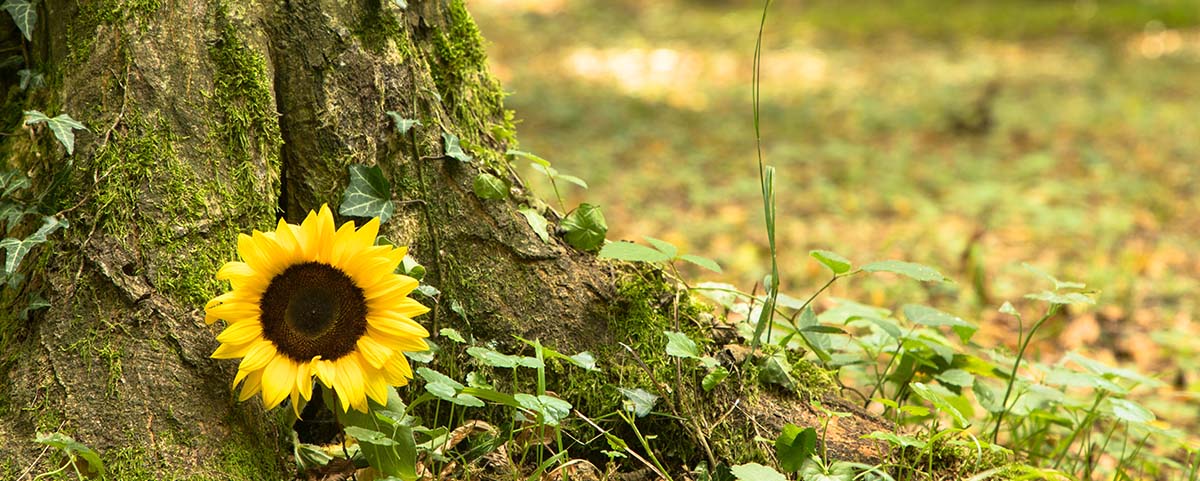 Sunflower at the foot of a large tree in a natural space