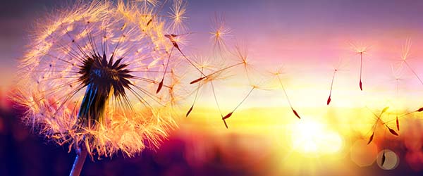 Clover releases its seeds with a sunset in the background